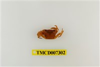 藏品(拉氏清溪蟹)的圖片